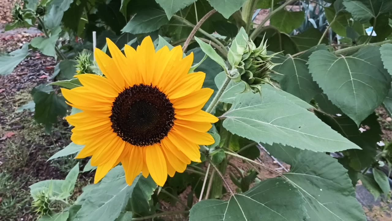 Sunflower