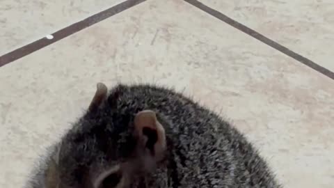 Rotund Squirrel Snacks On Apple