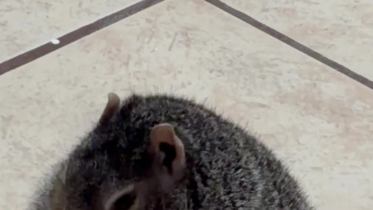Rotund Squirrel Snacks On Apple