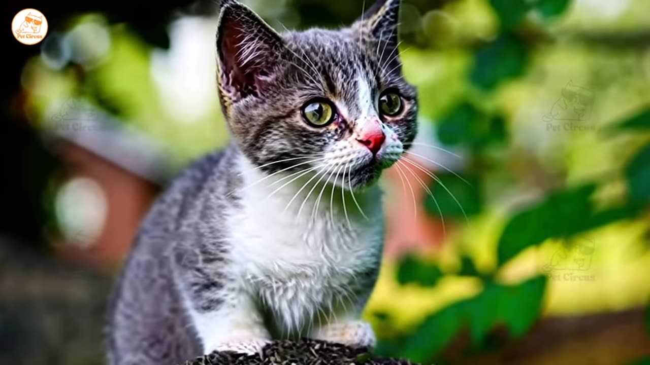 hilarious cats and dogs doing the funniest things part 22