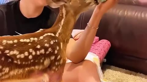 a lost deer🦌🦋