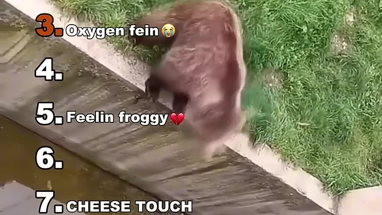 Funny animals videos