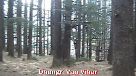 Dhungri Van Vihar Manali | A Walk Through the Enchanted Forest