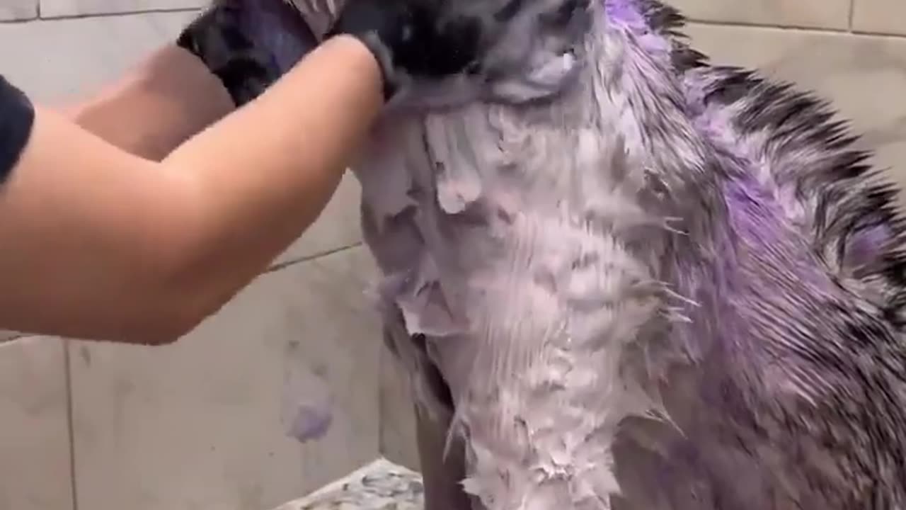 🐶😂 Doggo's Cleaning Skills are a Fail! | FunFM