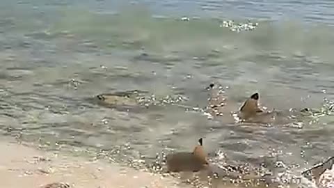Shocking: ISLAND SURVIVAL: Hand Catching Shark