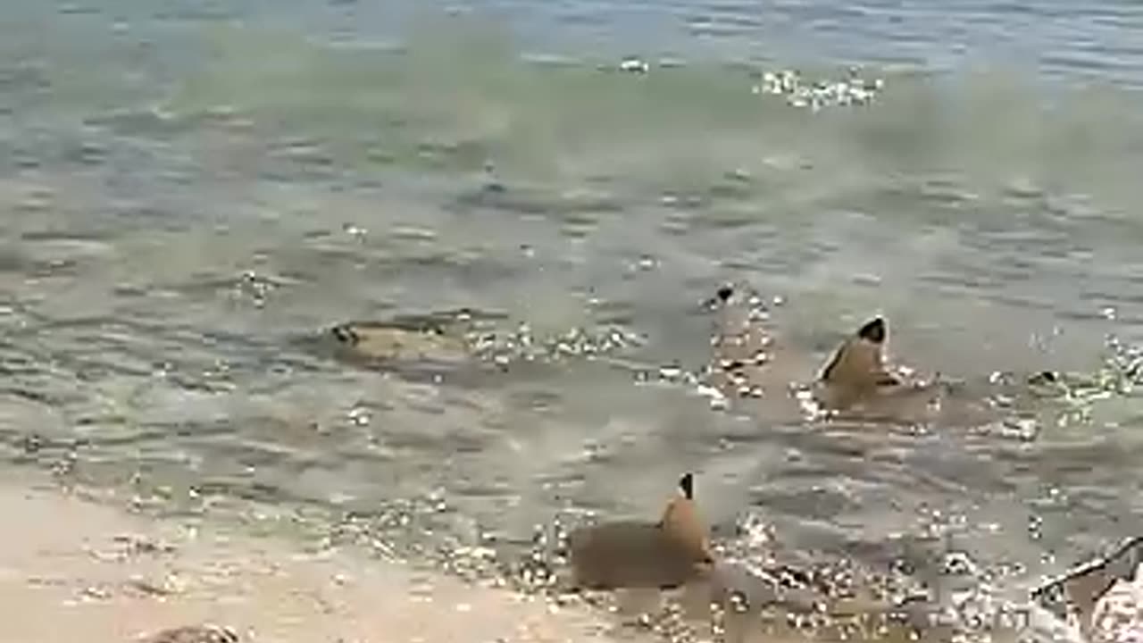 Shocking: ISLAND SURVIVAL: Hand Catching Shark