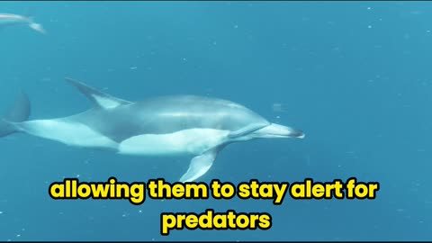 The Mind-Blowing Way Dolphins Sleep With One Eye Open! #dolphin #sleep #shorts #short