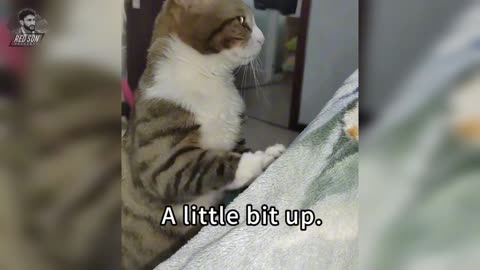 The cat who does all the housework