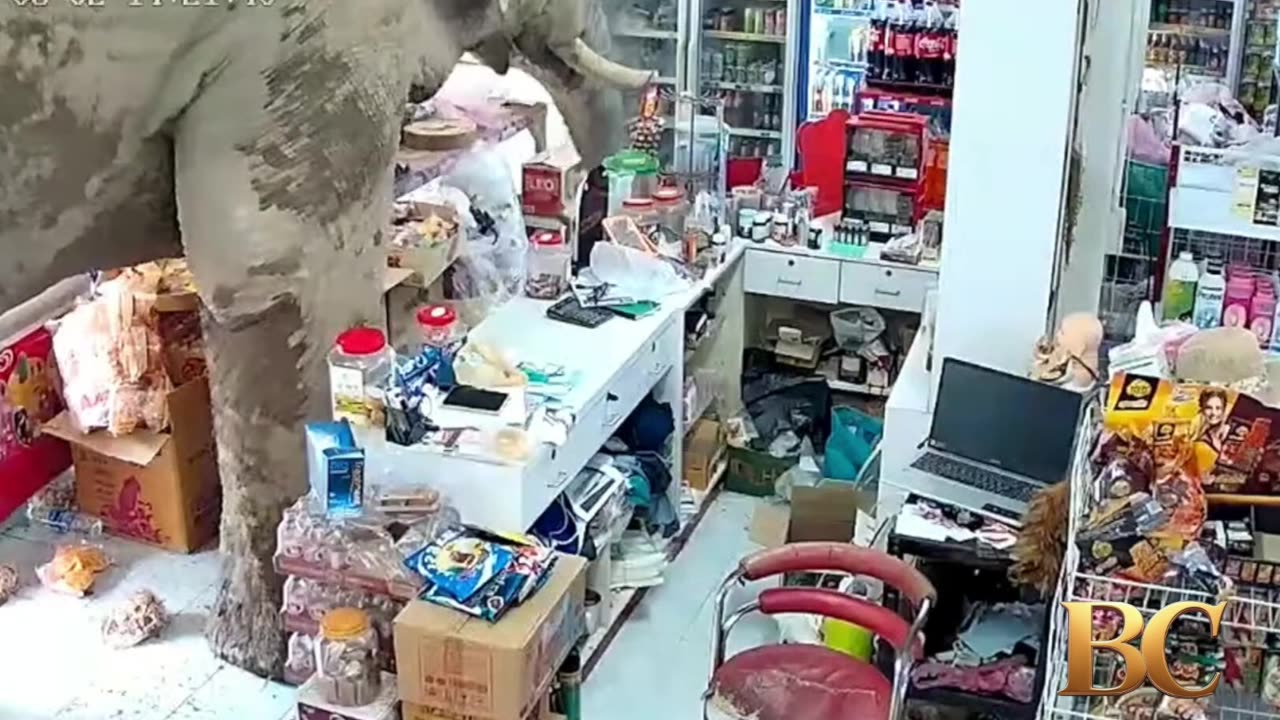 A hungry wild elephant raids a grocery store for snacks in Thailand