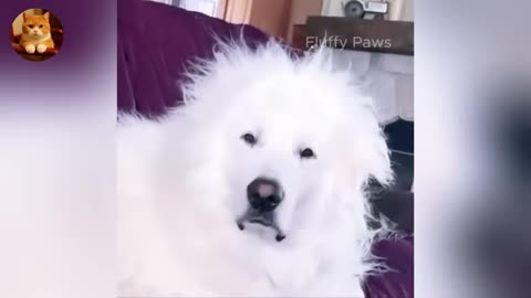 funniest cats and dogs 2025 - part 11