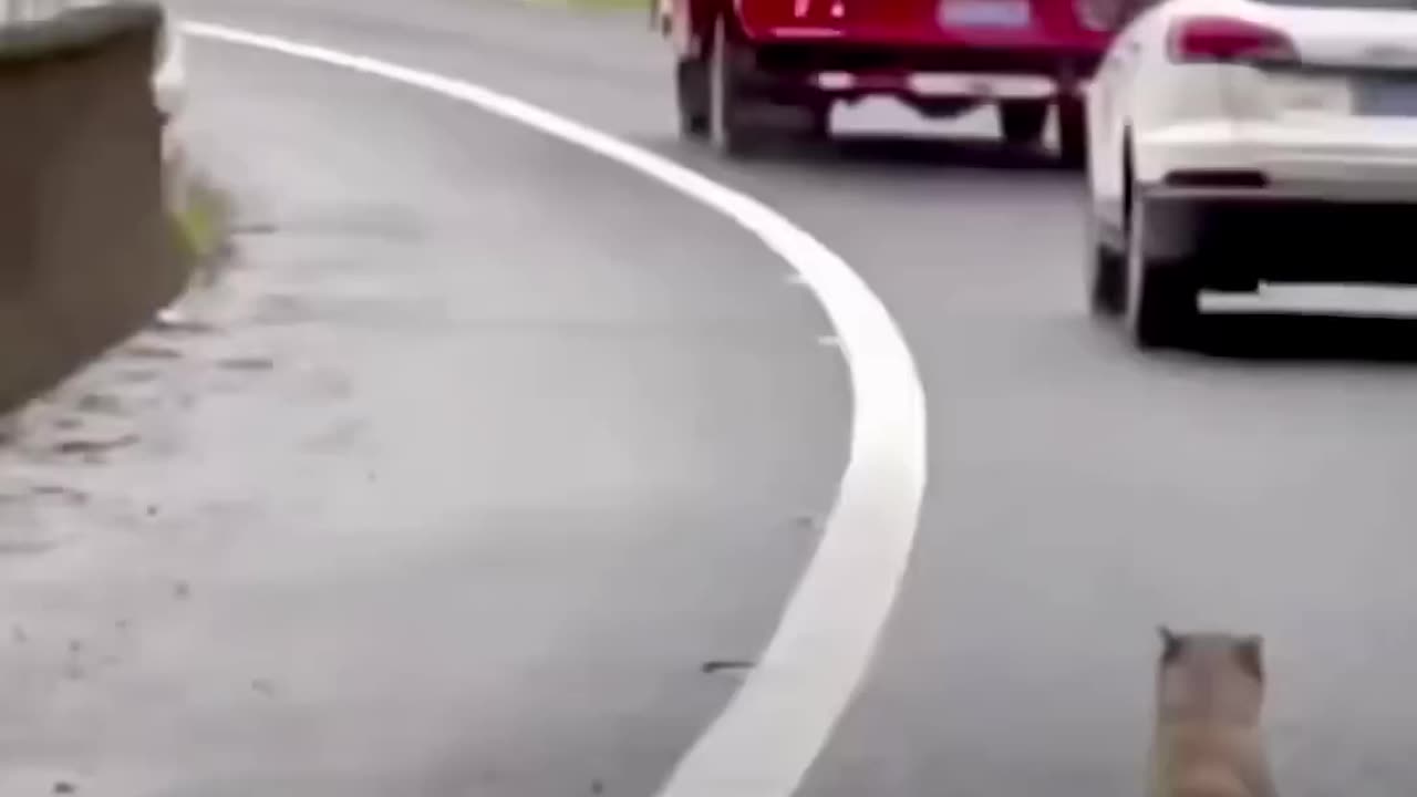 The Heartbreak of the Forgotten Dog