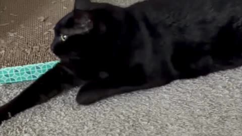 Cute Precious Piper Rests in the Executive Lounge - My Adopted Shelter Cat Vlog. #shorts