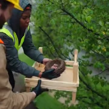 The Tree of Life Bird Nest Rescue