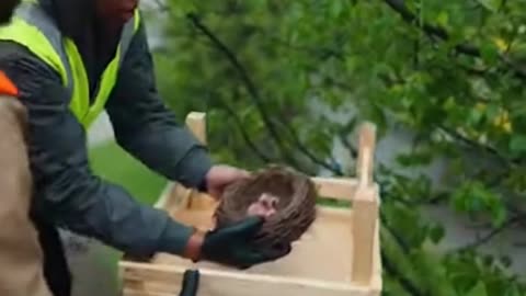 The Tree of Life Bird Nest Rescue