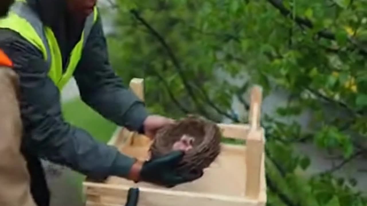 The Tree of Life Bird Nest Rescue