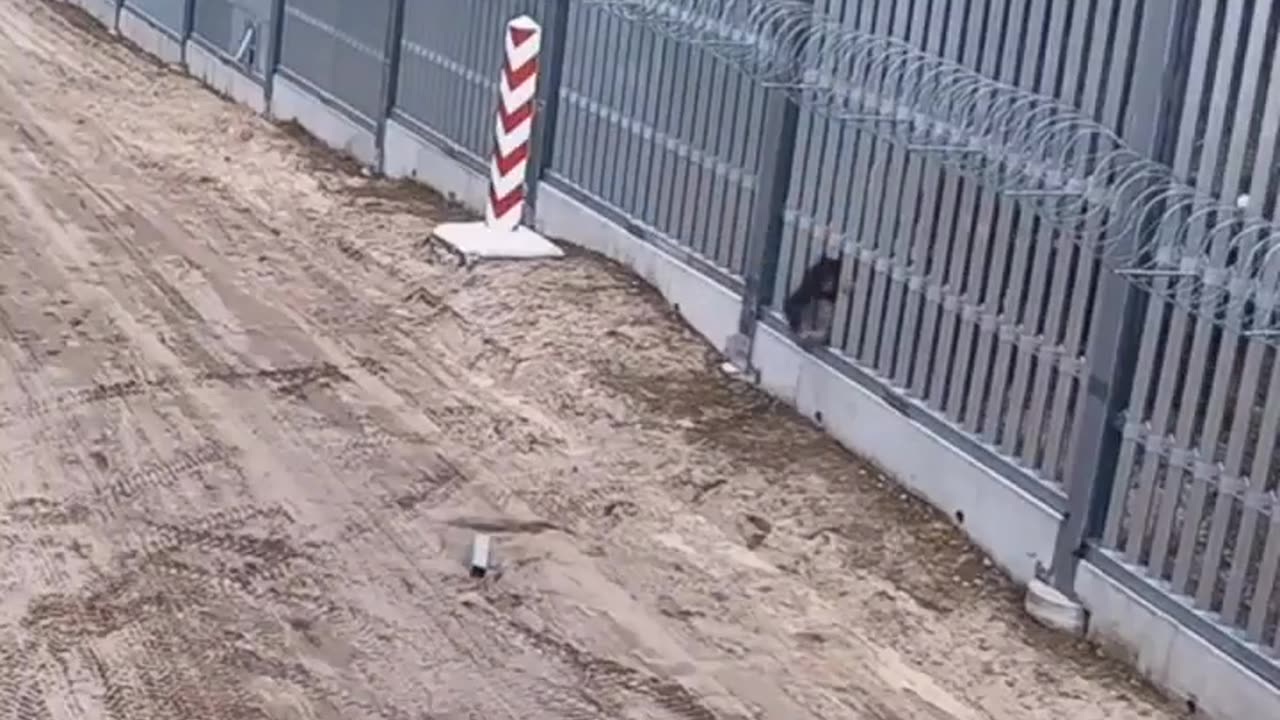 Migrants attack Polish border with angle grinder