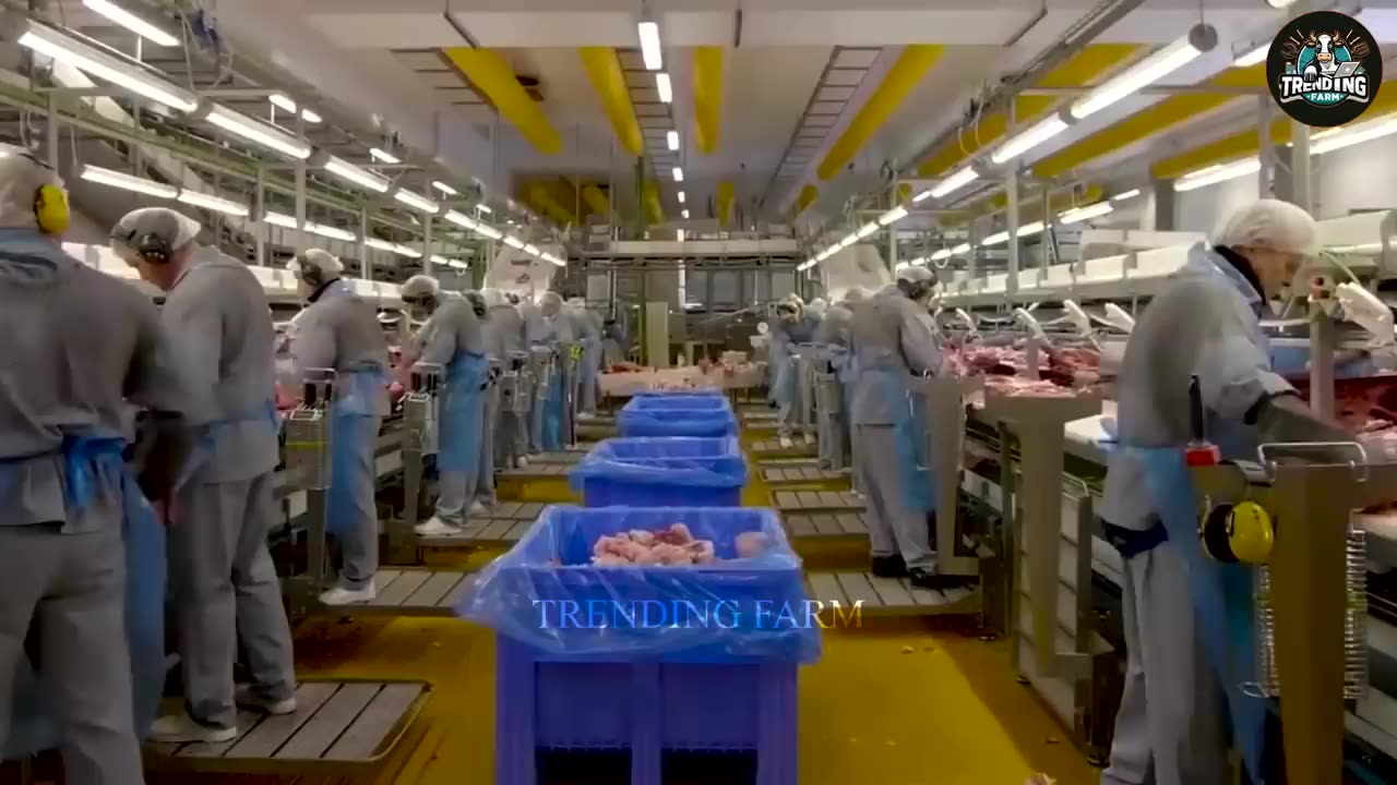 Shocking ! How U.S. Farmers Use Cutting-Edge Technology to Process Pigs | Processing Factory
