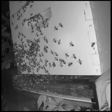 Tuesday Morning Peek