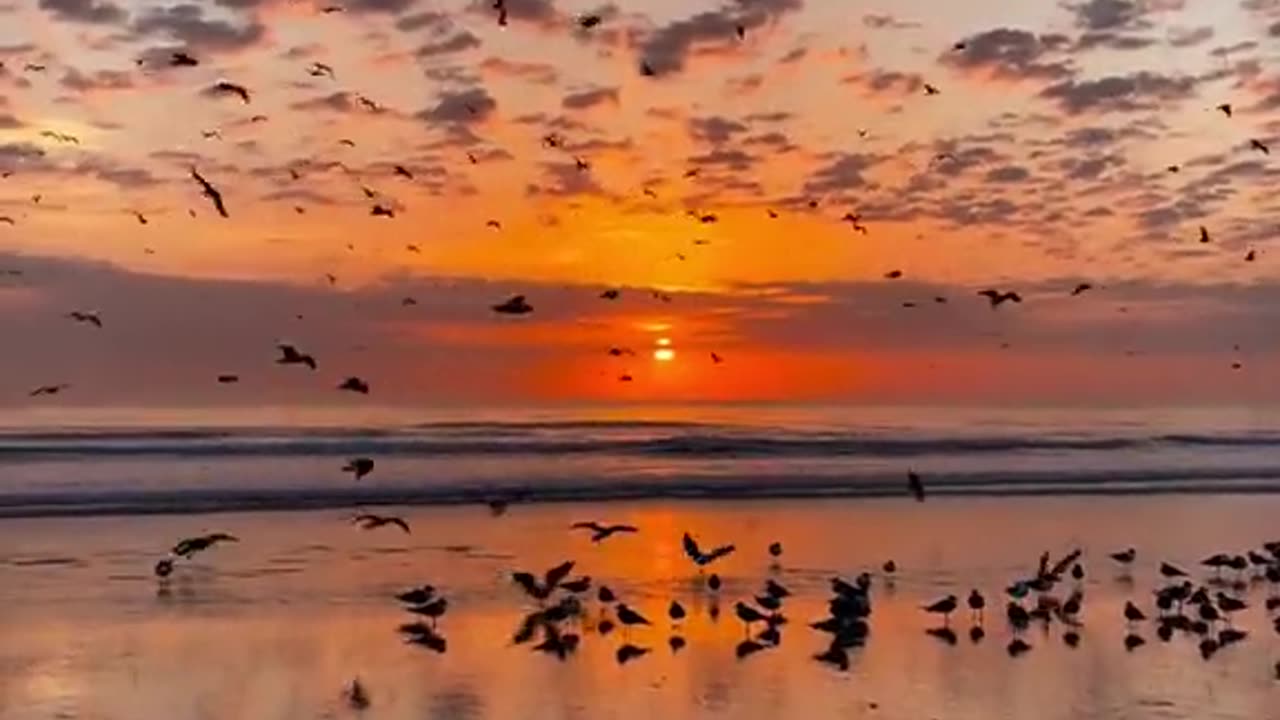 Birds on the Beach