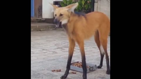 Daddy Goat 24/7 - Out Of Context Memes & Videos