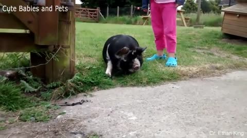 funny different videos