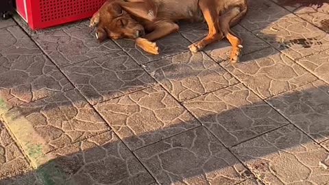 Singing Man Disturbs Sleeping Dog