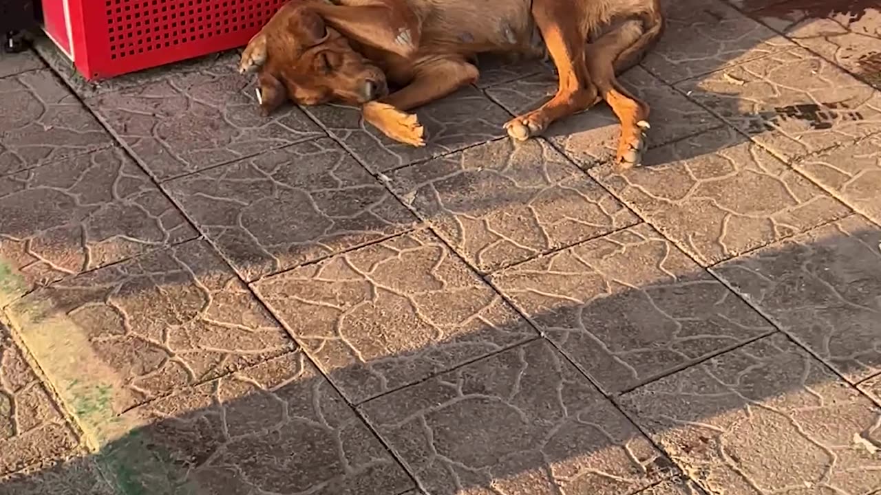 Singing Man Disturbs Sleeping Dog