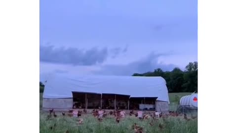 Expert Level Bird Herding lol