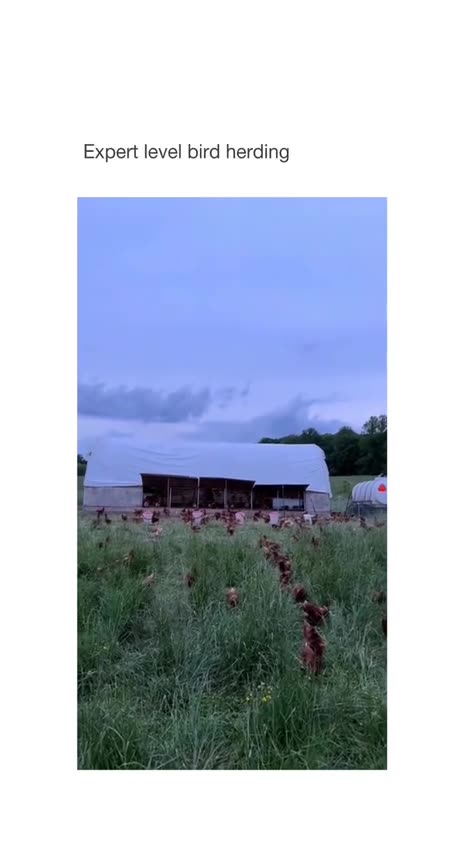 Expert Level Bird Herding lol