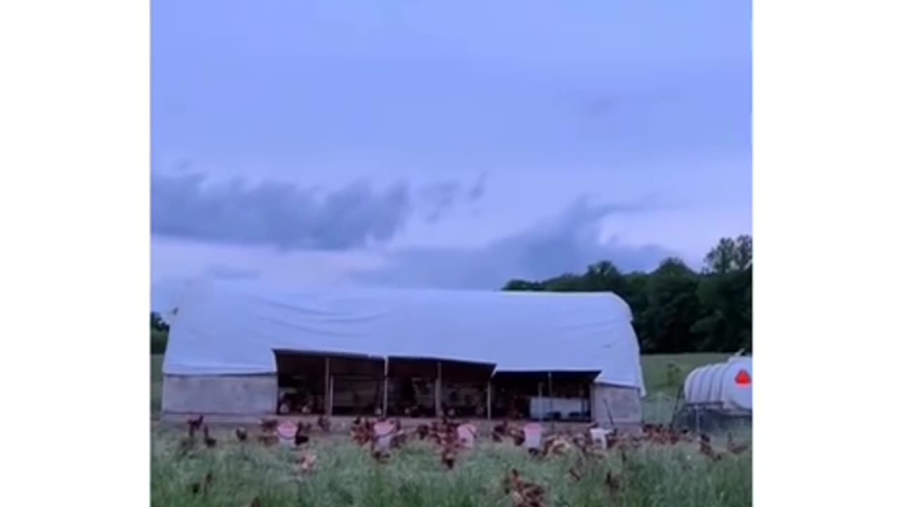 Expert Level Bird Herding lol