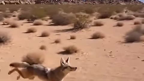 Coyote vs Roadrunner The Realistic Ending