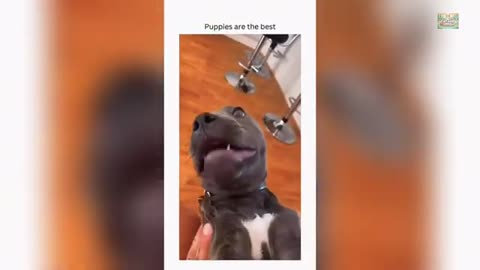 Funny Dog Videos Moments, Can't Stop Laughing P3