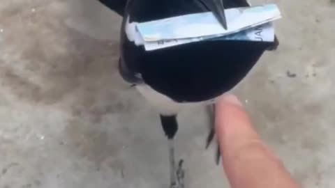 Make sure to do business with honest magpies!