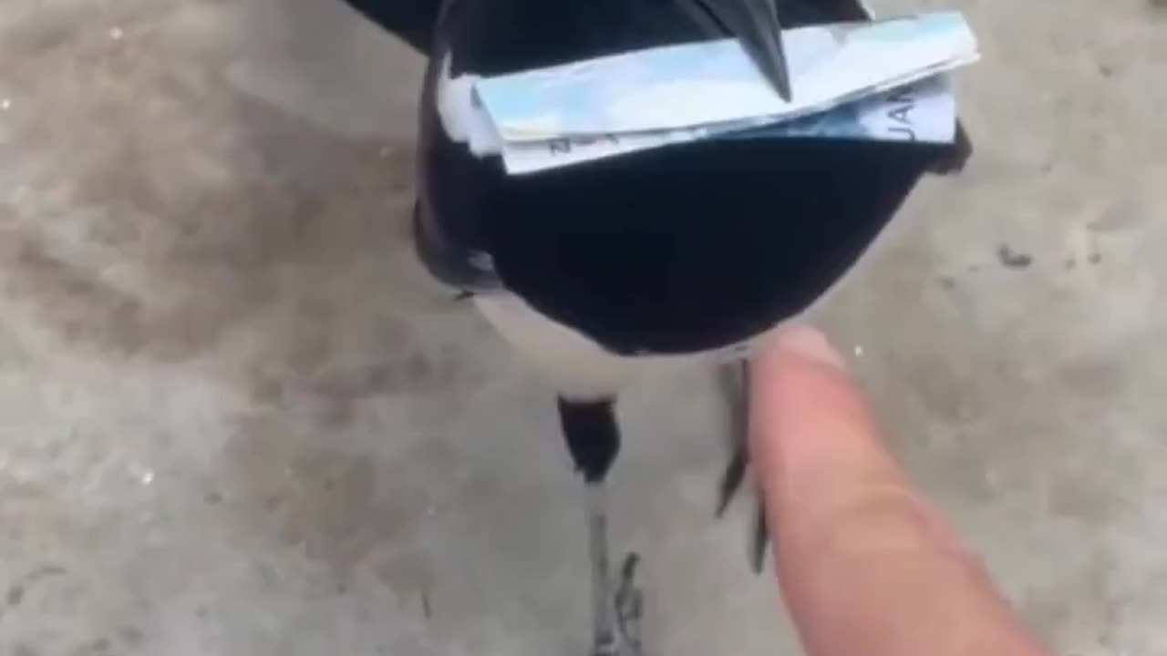 Make sure to do business with honest magpies!