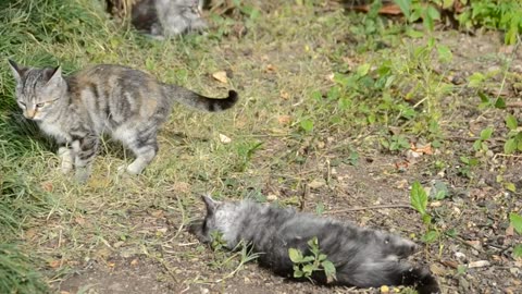 Kittens fighting in a field