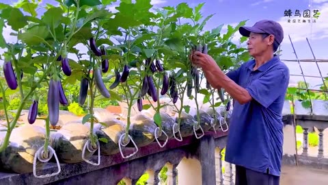 Massive Chili Harvest – Spicy Day on the Farm! 🌶️🔥