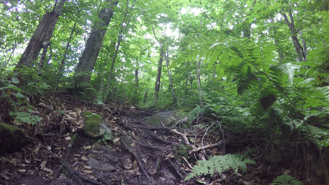 Thursday, June 8, 2023, surprise meeting of my friends on the Long Trail in Vermont