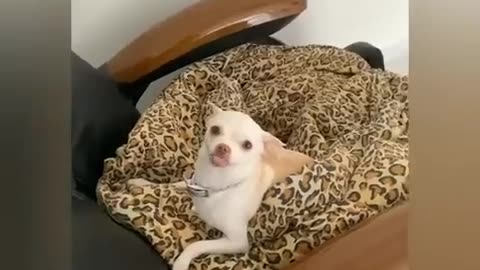 Funny animal videos