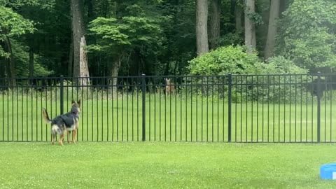 German Shepherd Befriends Neighborhood Deer