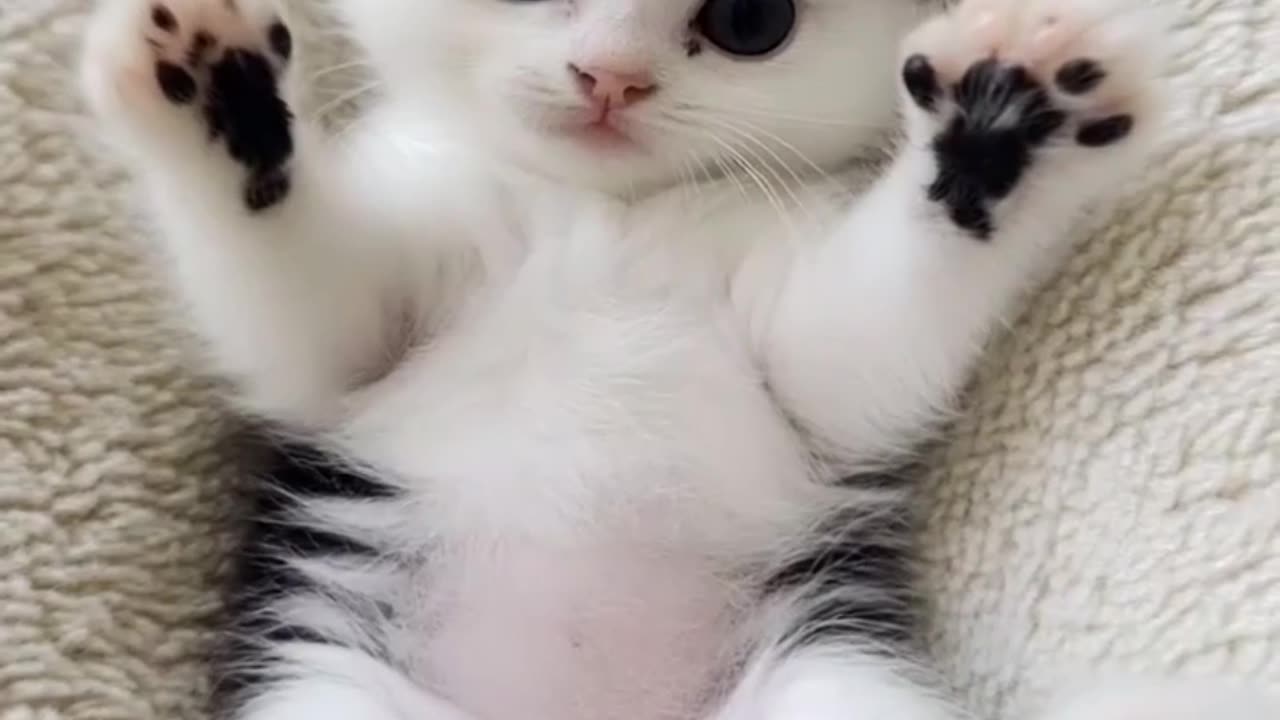 Which Adorable Kitten Stole Your Heart? 😻💖