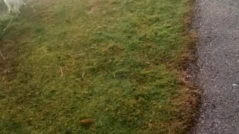 Dog