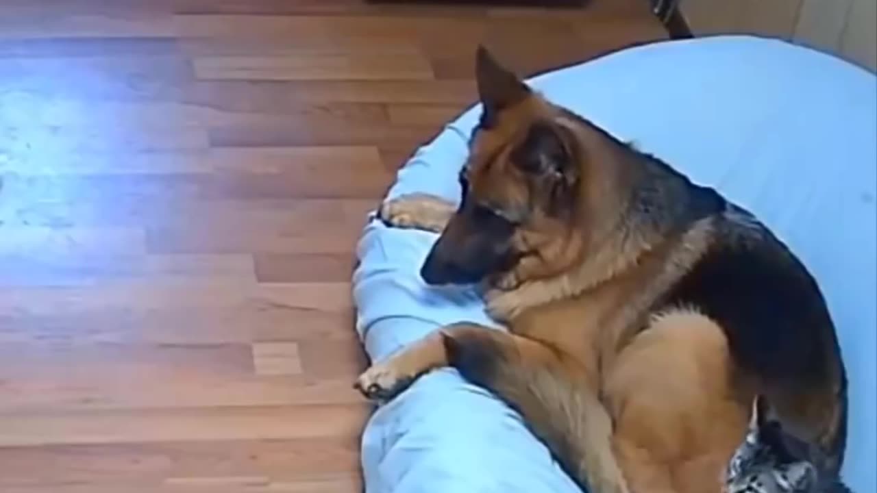 Funniest Animals 🐧9