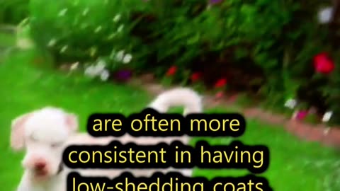 Labradoodles are NOT 100% Allergen-free (Hypoallergenic)