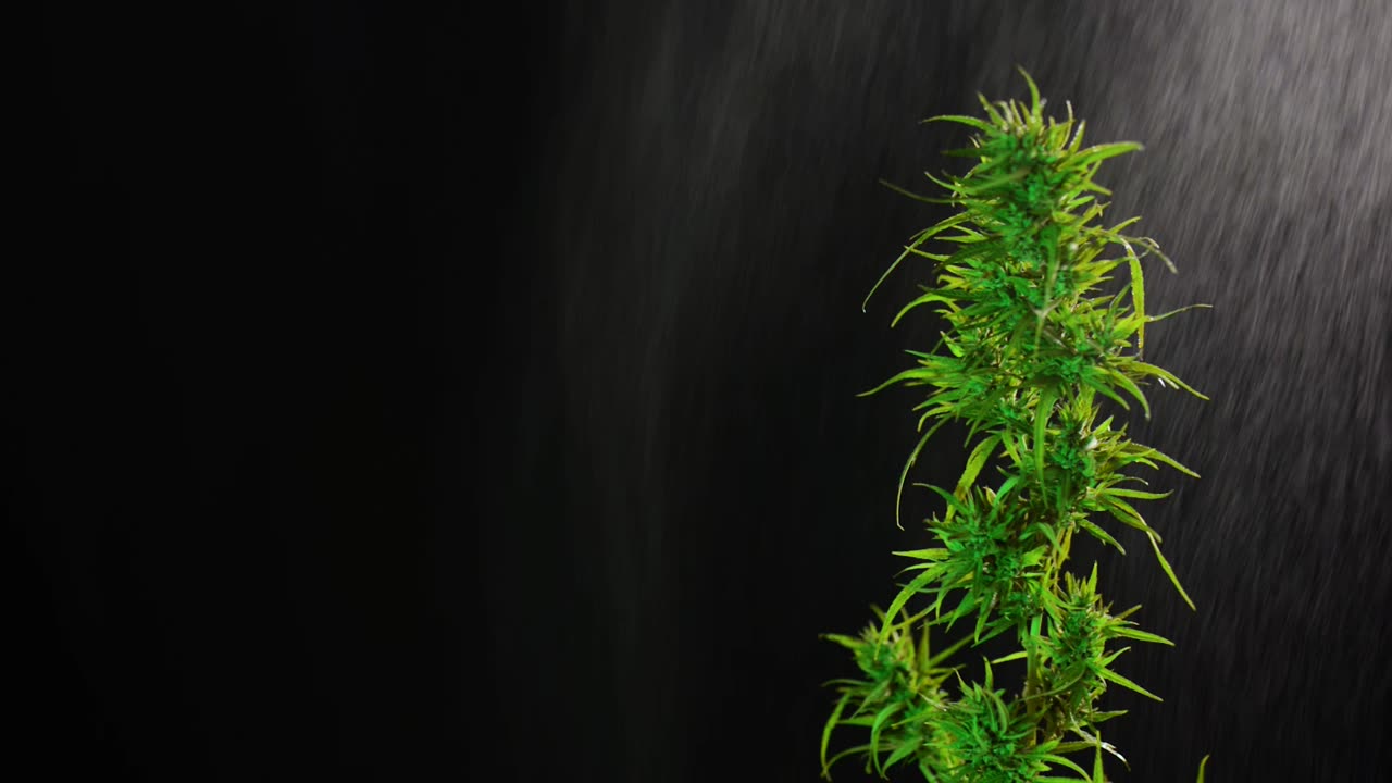 Cannabis Business Loans