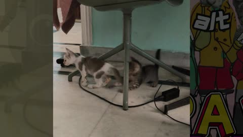 25th Kitten Vlog Patch & Alt marking their territory