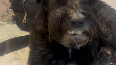 Half-Eaten Treat Gives Dog Buck Teeth
