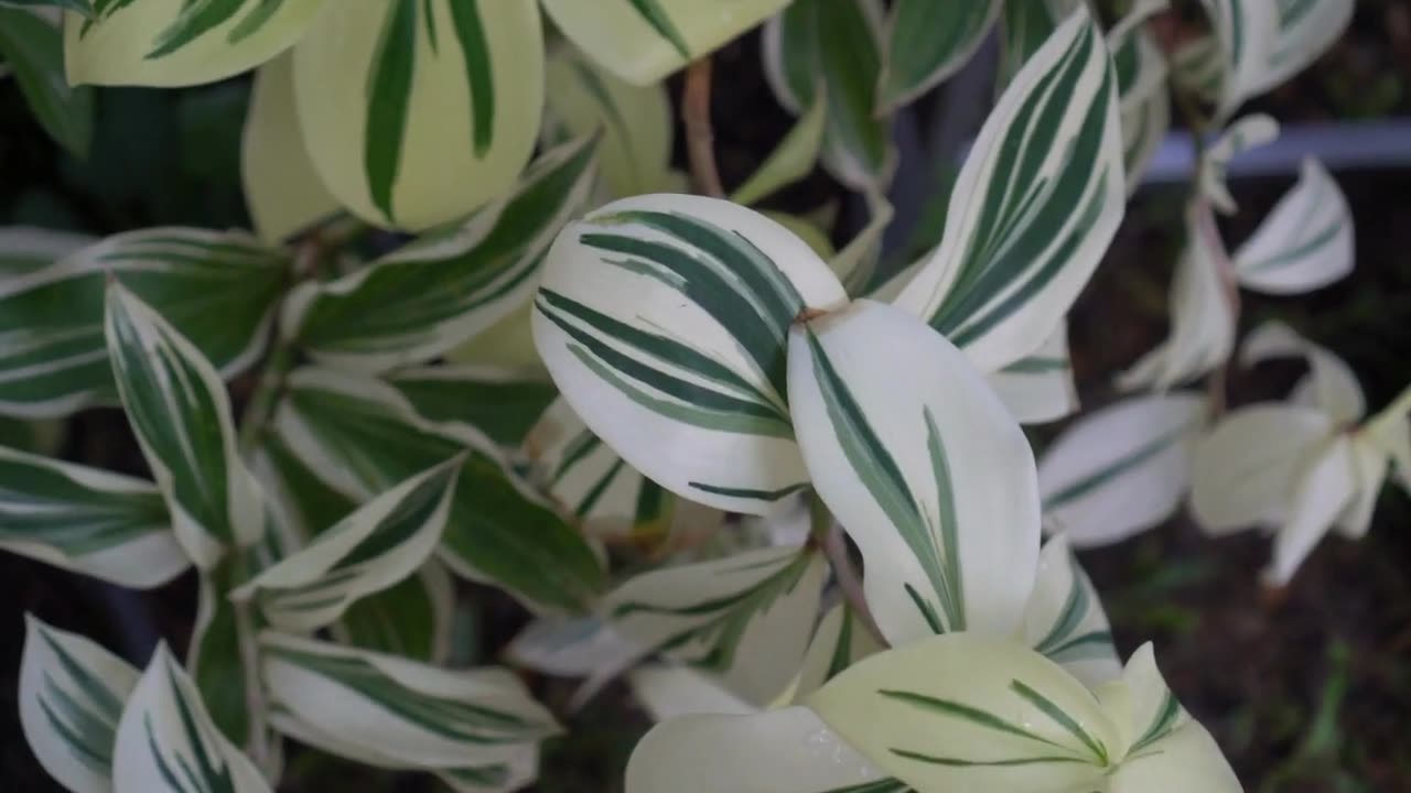 Prayer Plant Leaf Discoloration