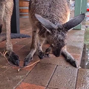 Kangaroo diaries only in Australia 🇦🇺