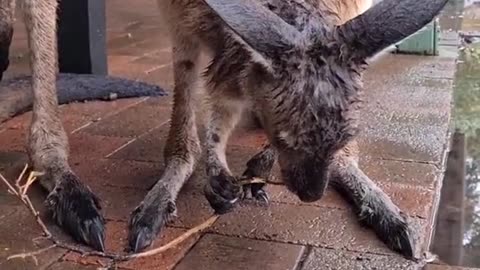 Kangaroo diaries only in Australia 🇦🇺