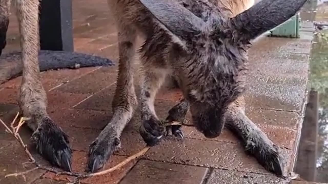 Kangaroo diaries only in Australia 🇦🇺